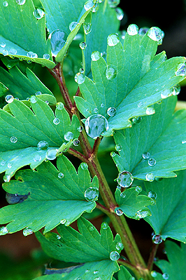 Water drops hitting a leaf
