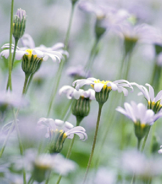Flowers in a field